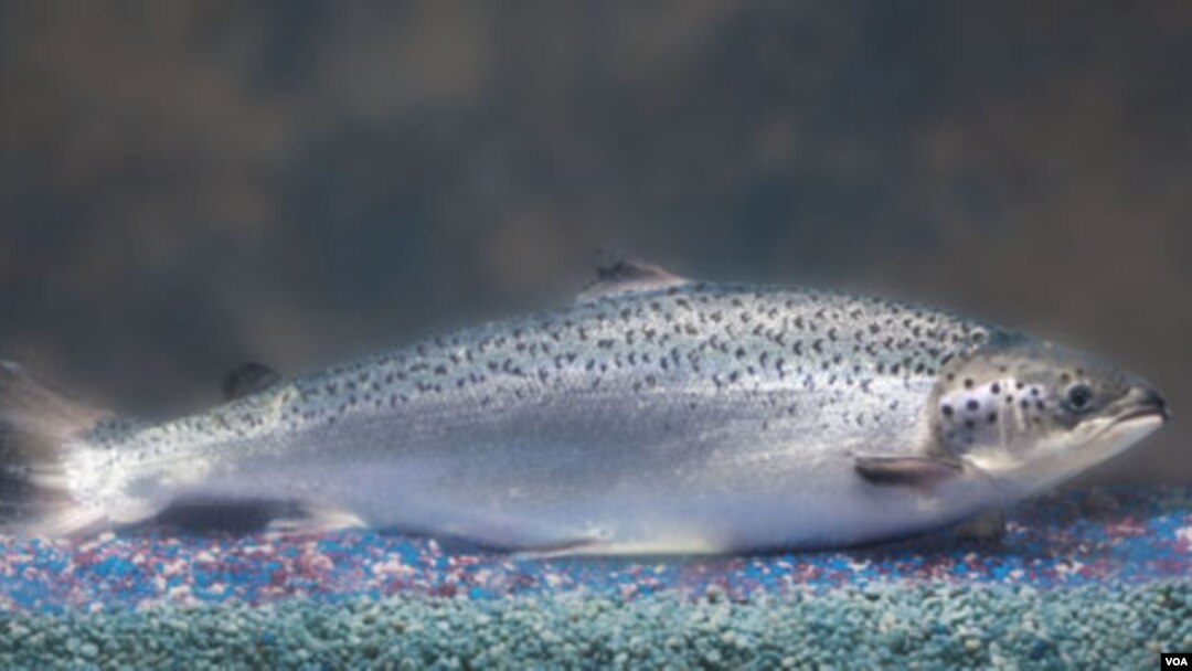 Ikan salmon yang DNA-nya dimodifikasi bertambah besar dengan laju yang hampir dua kali lipat laju yang biasa.