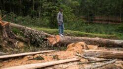 Analyse : l'exploitation abusive de la forêt équatoriale dans la Tshopo dénoncée