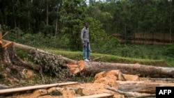 ARCHIVES - Un homme observe des arbres coupés dans une forêt, à Butembo, en RDC, le 12 novembre 2016.