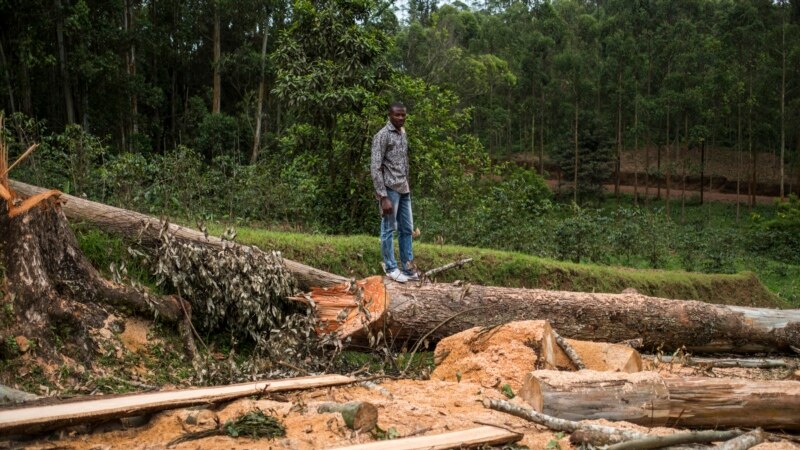 Des retraités congolais à l'oeuvre pour protéger les forêts