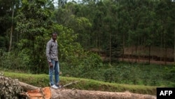 ARCHIVES- Des arbres coupés dans une forêt congolaise, le 12 novembre 2016: le Sud-Kivu a perdu 12 % de son couvert forestier au cours des deux dernières décennies.