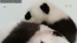 Bayi Panda di Kebun Binatang Atlanta