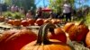 Pumpkin Fest