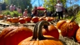 Pumpkin Fest