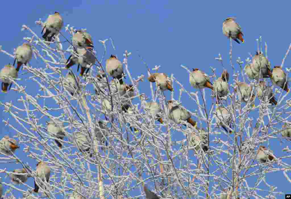 Waxwings are seen gathered in a tree in the town of Novogrudok, 150 km (93 miles) west of Minsk, Belarus.