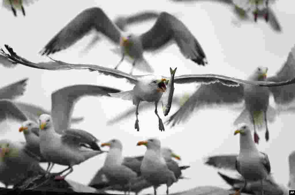 A gull flips a herring in order to swallow it while flying away with a meal robbed from a delivery truck in Rockland, Maine, USA.