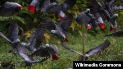 FILE - African grey parrots are seen at Lomami National Park, Democratic Republic of Congo, in a 2014 photo. (Source - Lukuru Foundation/bonoboincongo.com)