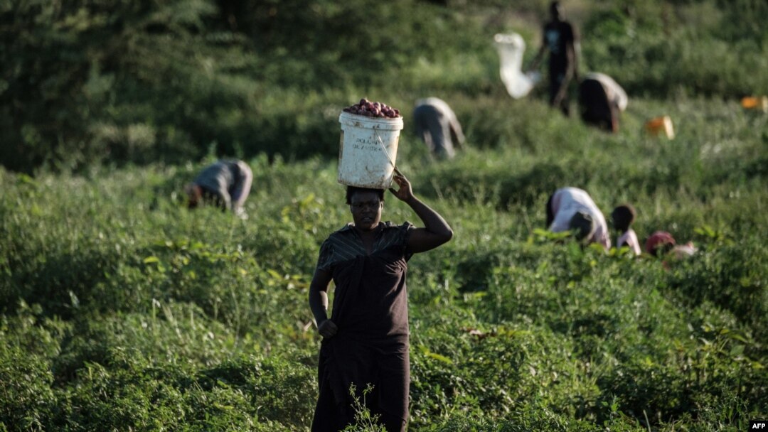 FILE - Wakulima wakilima vitunguu katika eneo lililotengwa kwa kilimo karibu na Kimana Sanctuary huko Kimana, Kenya, Machi 2, 2021.