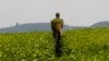 Zimbabwe Tea Farmers Cry Foul Over Low Producer Prices