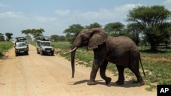 FILE - An elephant crosses a road made for Safari vehicles as tourists take photos in Tarangire National Park on the outskirts of Arusha, northern Tanzania, Jan. 16, 2015.