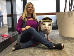 LiLou the therapy pig