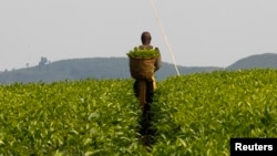 FILE - A worker is seen at a tea plantation.