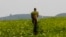 FILE - A worker is seen at a tea plantation.