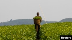 L'accaparement des terres pour y installer de vastes plantations suscite de vives controverses en Afrique subsaharienne