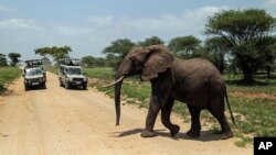 An elephant crosses a road made for Safari vehicles as tourists take photos in Tarangire National Park on the outskirts of Arusha, northern Tanzania, Jan. 16, 2015.