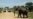 Tanzania Elephants Suffer 'Catastrophic' Decline