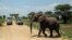 An elephant crosses a road made for Safari vehicles as tourists take photos in Tarangire National Park on the outskirts of Arusha, northern Tanzania, Jan. 16, 2015.