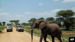 Tembo akivuka barabara katika hifadhi ya Tarangire, Arusha, Tanzania, Jan. 16, 2015.