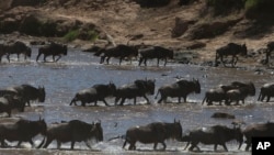 FILE - Wildebeest cross the Mara River in the Maasai Mara Game Reserve in Kenya, Dec. 3, 2013.