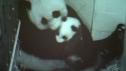 Smithsonian Zoo's Baby Panda Gets a Name