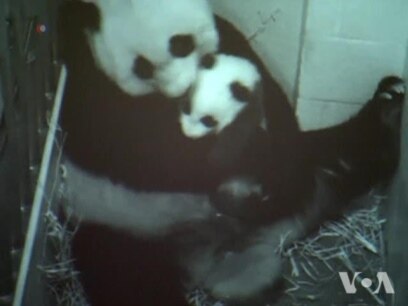 Smithsonian Zoo's Baby Panda Gets a Name