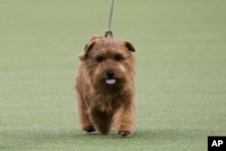 Winston, a Norfolk terrier