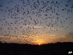 This 2005 photo supplied by the National Park Service shows the nightly exodus of bats from Carlsbad Caverns National Park in New Mexico. Through mid-October, thousands of bats swarm out of the cave mouth each evening at sunset to hunt for bugs.