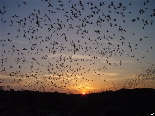 This 2005 photo supplied by the National Park Service shows the nightly exodus of bats from Carlsbad Caverns National Park in New Mexico. Through mid-October, thousands of bats swarm out of the cave mouth each evening at sunset to hunt for bugs.