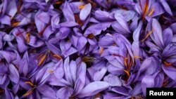 A bee is seen on saffron flowers in a field in the town of Krokos, Greece, October 27, 2018. (REUTERS/Alkis Konstantinidis)