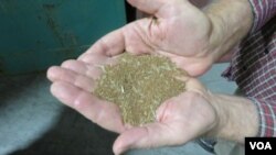 Teff Company co-founder Wayne Carlson shows the tiny grains of teff before cleaning. There are 2,500 to 3,000 grains per gram. (Credit: Tom Banse)