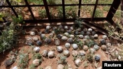 FILE - Cluster bomblets are gathered in a field in al-Tmanah town in southern Idlib countryside, Syria, May 21, 2016. 