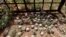 FILE - Cluster bomblets are gathered in a field in al-Tmanah town in southern Idlib countryside, Syria, May 21, 2016. 