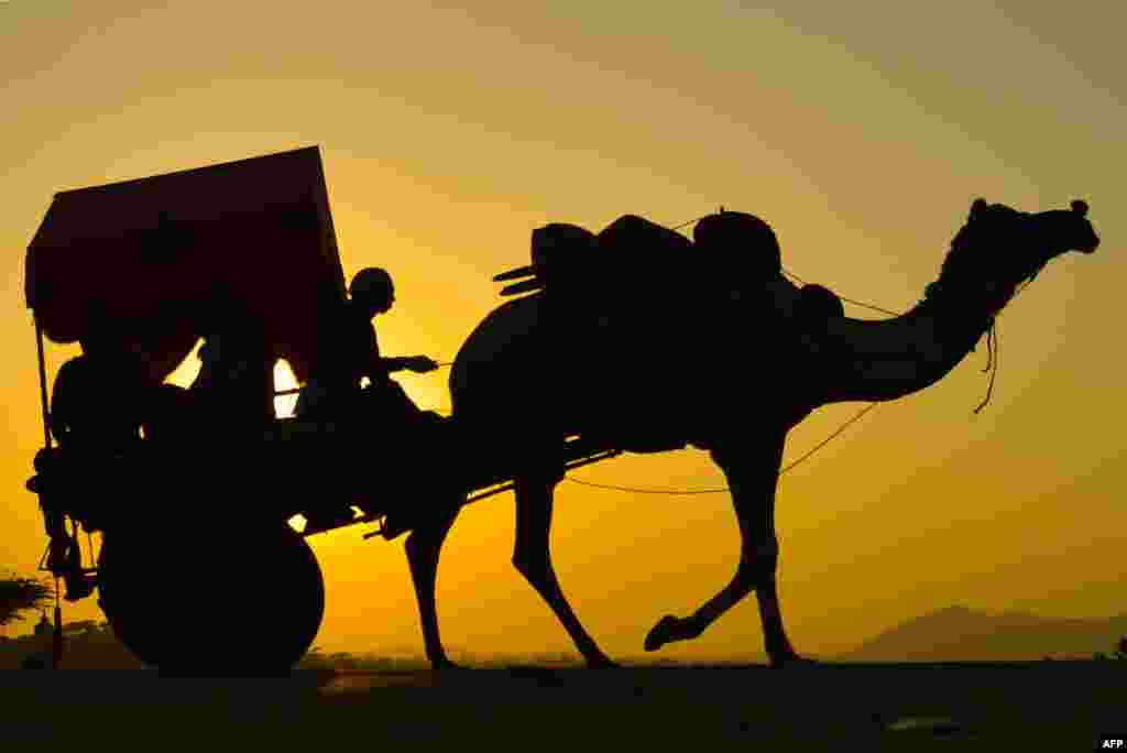 인도 라자스탄 주 푸쉬카르애서 열린 낙타 박람회에서 남성이 낙타가 끄는 수레를 타고 가고 있다.