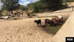 Cattle drink water from a well, which has been dug in the riverbed of Mudzi River. The Zimbabwe government says more than 10,000 livestock have died as a result of the El Nino drought. (S. Mhofu/VOA)