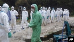 In this April 13, 2014 photo provided by Kumamoto Prefecture, local government workers in white protective overalls line up to be sprayed disinfectant in Taragicho, Kumamoto Prefecture, western Japan. The 112,000 chickens were ordered culled on Monday, April 14 after two chickens tested positive for a highly pathogenic avian influenza at a farm in the town. (AP Photo/Kumamoto Prefecture)