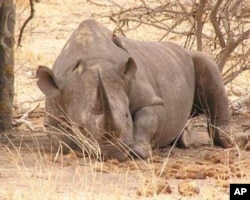 South African conservationists are saving the black rhino from extinction