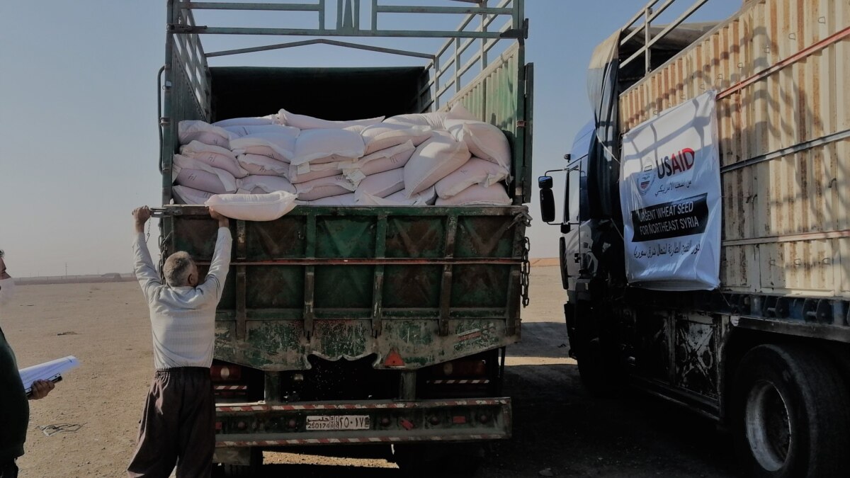 USAID Says Wheat Seeds Sent to Northeast Syria Meet 'High Standards' - Vimarsana News