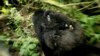 Un gorille et son bébé dans le parc congolais, le 25 novembre 2008.