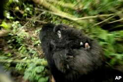 FILE - A silverback mountain gorilla is seen carrying her baby in the Virunga National Park, Nov. 25, 2008.