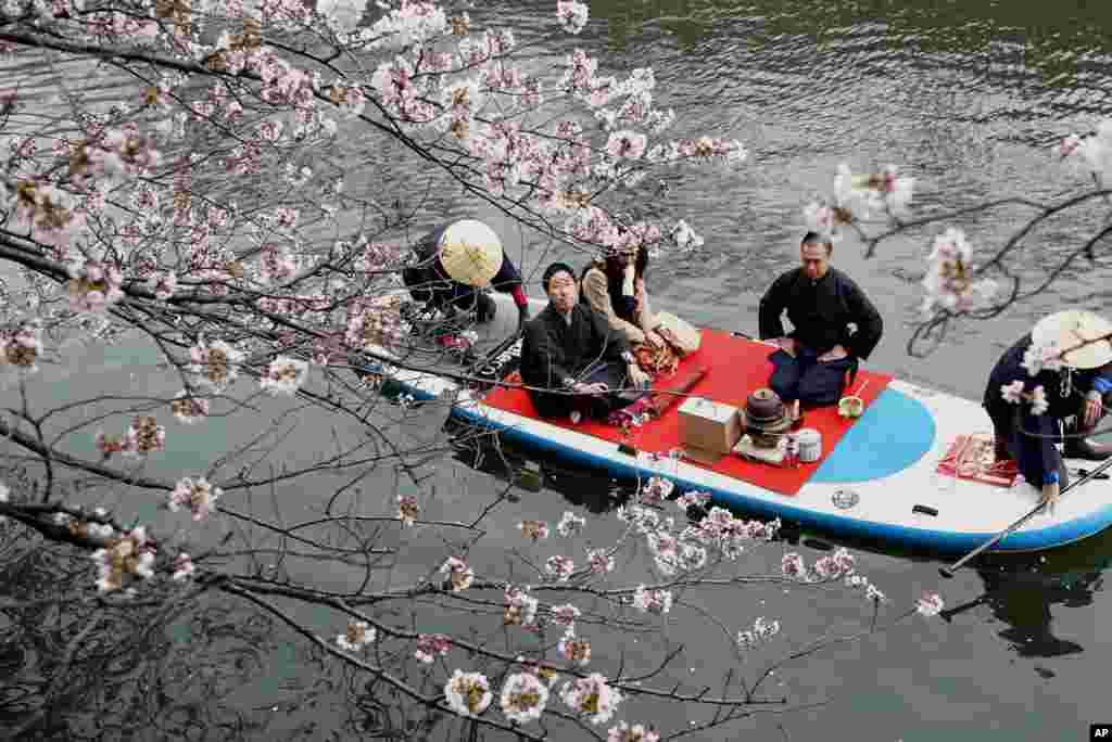 A couple on a boat admires cheery blossoms as they enjoy a tea ceremony in a river in Yokohama, near Tokyo, Japan.