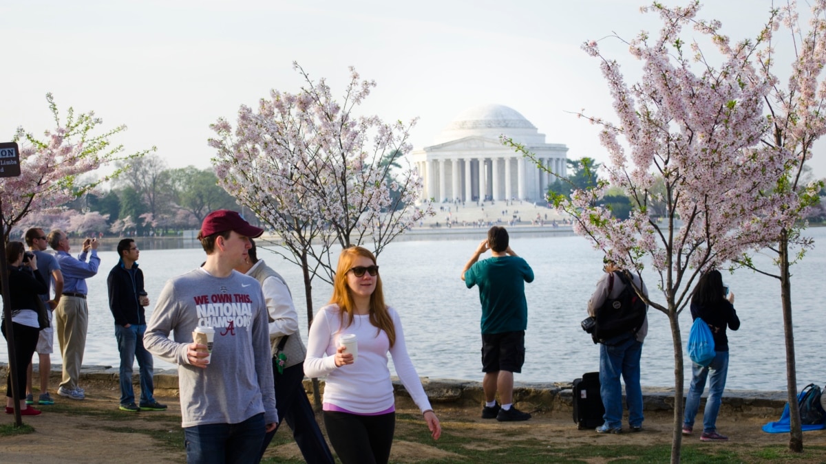 The 2014 National Cherry Blossom Festival is Going on Now