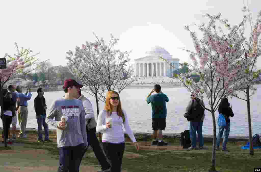 Tourists and visitors line up along the edge of the Tidal Basin to photograph the cherry blossoms in the early morning, Washington, DC, April 14, 2014. (Elizabeth Pfotzer/VOA)