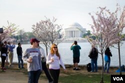 FILE - Tourists and visitors line up along the edge of the Tidal Basin to photograph the cherry blossom during in early morning, Washington, DC. (Elizabeth Pfotzer/VOA)