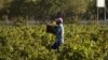 Baisse de 20,4% de la production de vin en Afrique du Sud