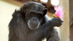 Quiz - Chimps Finding a Happy Ending