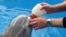 FILE - This July 4, 2012, file photo, shows Dennis Christen of the Georgia Aquarium feeding a bottle to a baby beluga calf being rehabilitated at the Alaska SeaLife Center in Seward, Alaska. 