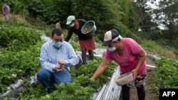 ARCHIVO - La seguridad alimentaria y fuentes de empleo en el sector agrícola con valor agregado es clave para el Triángulo Norte dado que gran parte de las migraciones irregulares a Estados Unidos provienen de áreas rurales. 