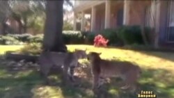 Рисі "сваряться" перед хатою у Техасі