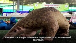 Нелегальная онлайн-торговля животными