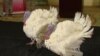 Turkey Named ‘Drumstick’ Earns Presidential Pardon